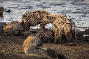 A pack of spotted hyena, Crocuta crocuta, feeding on a common waterbuck, Kobus ellipsiprymnus.