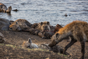 A pack of spotted hyena, Crocuta crocuta, feeding on a common waterbuck, Kobus ellipsiprymnus.