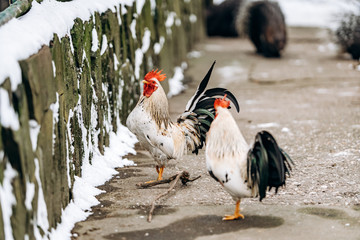 A beautiful domestic hen and a rooster walk in the Park on a winter day.