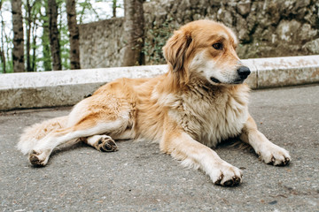Cute old dog lying resting on the asphalt
