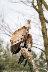A vulture sits on a dry branch in search of prey