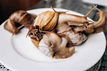 Live snails on a white plate ready to cook