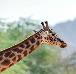 Beautiful wild animal tall Giraffe in Al Ain Zoo Safari Park, United Arab Emirates