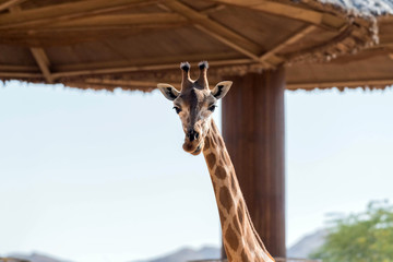 Beautiful wild animal tall Giraffe in Al Ain Zoo Safari Park, United Arab Emirates