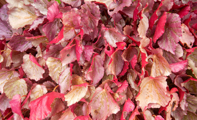 The pink garden plants