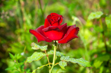 Obraz premium The red rose