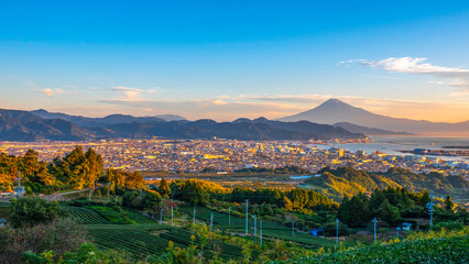 Sunrise over Mt. Fuji / Fuji Mountain and fresh green tea field at Nihondaira, Shizuoka, Japan