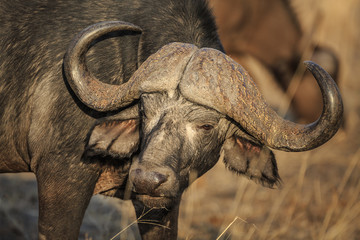 Obraz premium African, or Cape buffalo, Syncerus caffer in tall yellow grass.