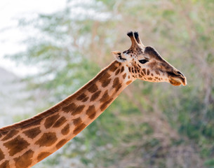 Beautiful wild animal tall Giraffe in Al Ain Zoo Safari Park, United Arab Emirates