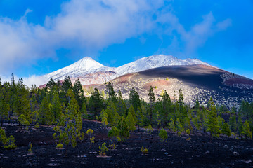 Spain, Tenerife, Green pine trees of chinyero forest nature landscape of black lava field with fog clouds and white snow covered volcano teide behind trees - Powered by Adobe