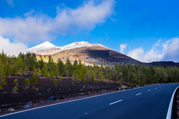 Spain, Tenerife, Road through chinyero trees of chinyero forest nature landscape and black lava with fog clouds and white snow covered peak of volcano teide behind trees - Powered by Adobe