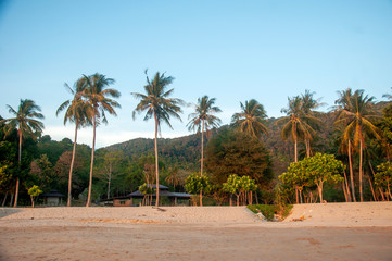 The coconut trees by the beach