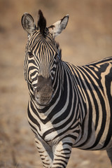 Portrait of plains zebra, Equus quagga.