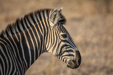 Fototapeta na wymiar Profile portrait of plains zebra, Equus quagga.