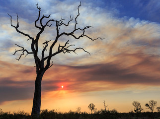 Sunset in a smokey sky with the silhouette of a dead tree.