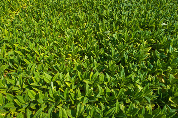 Aerial view of  Tobacco farmland.