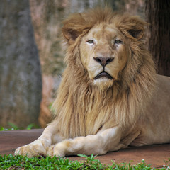 Face of lion.