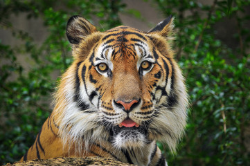 Face of tiger.