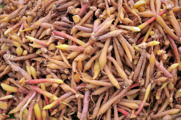 pattern of fresh fingerroots.