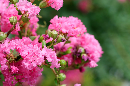 Blooming pink flowers.Springtime in the park.Background for design.Summer of spring time.Fresh and bright greenery.