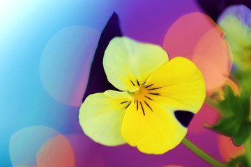 Spring flowers.Pansy flower close-up.Floral background.