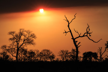 Sunset in a smokey sky with the silhouette of trees.