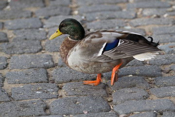 portrait of a male duck lifting one leg on gray paving stones
