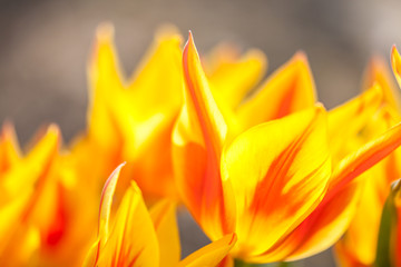 Fototapeta na wymiar Close-up of tulips in red, yellow and orange
