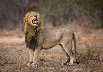 A large male lion, Panthera leo, exhibiting flehmen response.