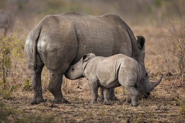 Obraz premium A baby white rhinoceros, Ceratotherium simum, nursing.