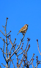 小枝に留まる雀　スズメ　雀　すずめ