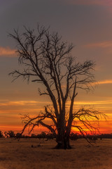 Fototapeta na wymiar Dead tree silhoutted against sunset in rural Victoria