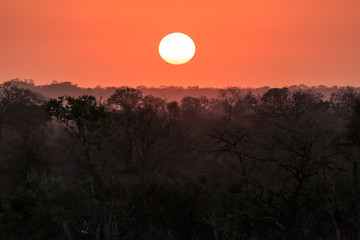 Fototapeta premium Orange sunrise over Sabi Sands Game Reserve.
