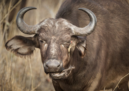 African, or Cape buffalo, Syncerus caffer, grazing, with a red-billed oxpecker (Buphagus erythrorhynchus).