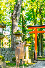 鳥居の前で佇む鹿　奈良公園