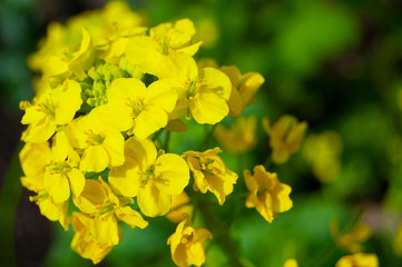 菜の花