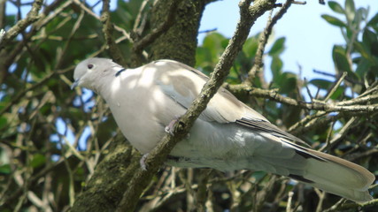 Pomba