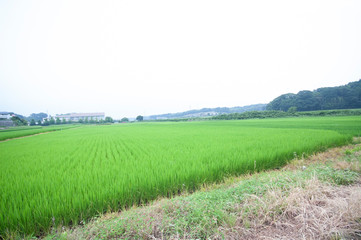 Obraz premium 水田