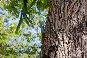 Obraz premium Blue-crested Lizard climbing the tree, Indo-Chinese Forest Lizard