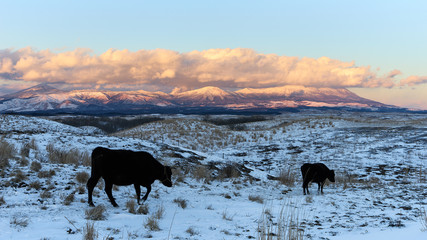 雪原に黒い牛、奥には九重連山。阿蘇、大観峰の風景。