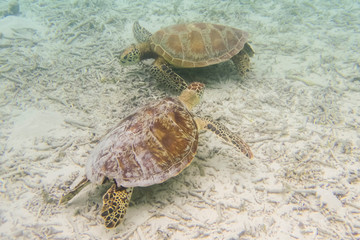 慶良間諸島に生息するウミガメ