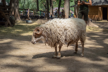 sheep in the farm