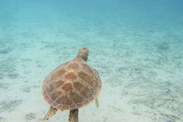 慶良間諸島に生息するウミガメ