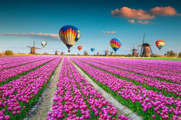 Foto op Canvas Roze tulpenvelden met windmolens en heteluchtballonnen, Nederland © janoka82