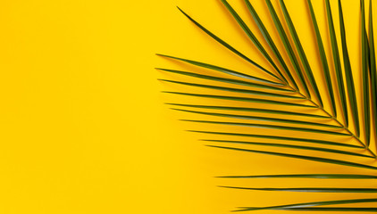 Palm on yellow background.Copy space. Top view. Summer background.