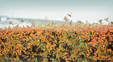 a flock of sparrows flies over the autumn bushes