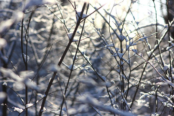 winter landscape with frost-covered branches in a ray of sunlight