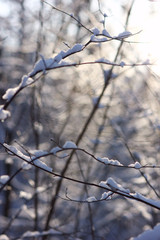 beautiful view of snow-covered plants in the winter forest