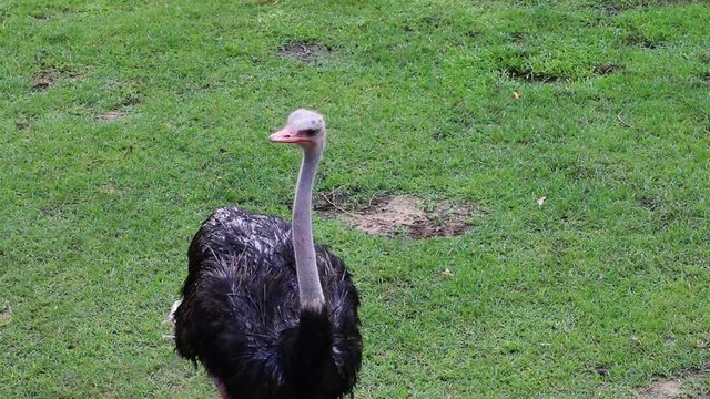 portrait of ostrich sitting on the meadow.