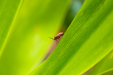 A ladybug on a leaf.